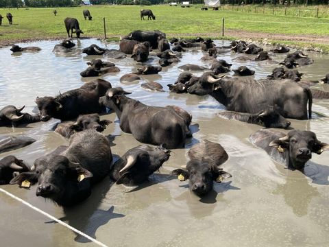 Vodatent Camping de Waterbuffelfarm  - Steenwijkerland - Image N°2