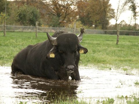 Vodatent Camping de Waterbuffelfarm  - Steenwijkerland - Image N°10
