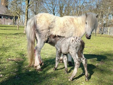 Vodatent Camping de Waterbuffelfarm  - Steenwijkerland - Image N°9