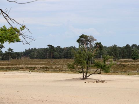 Vodatent Camping de Zwammenberg  - Loon op Zand - Image N°10