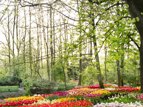 Vodatent Camping de Tulpenweide - Hollands Kroon - Image N°11