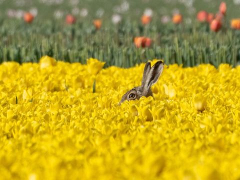 Vodatent Camping de Tulpenweide - Hollands Kroon - Image N°13