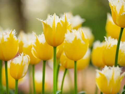 Vodatent Camping de Tulpenweide - Hollands Kroon - Image N°12