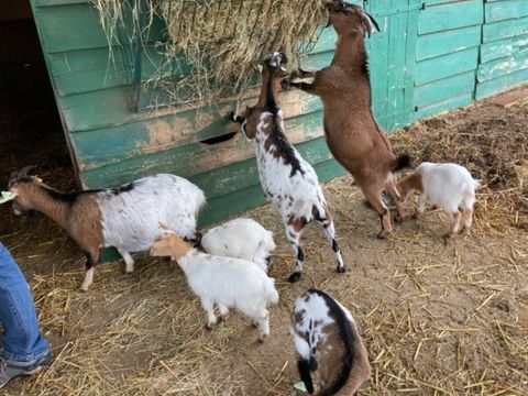 Vodatent Camping Fargogne - Tarn-et-Garonne - Image N°4