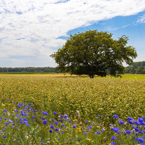 Camping de Kleine Wereld - Ommen - Image N°3