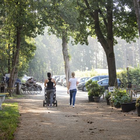 Camping Zavelbos - Camping Belgian Limburg - Image N°4