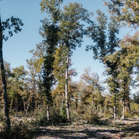 Pitch - Single location