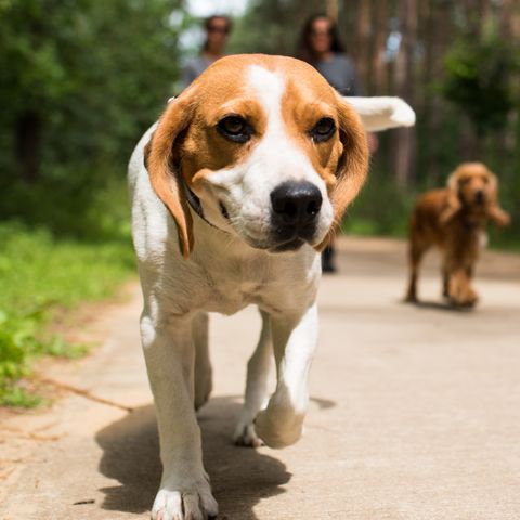 CHALET 4 people - hiker's hut