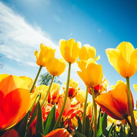 CANVAS AND WOOD TENT 6 people - Safari Lodge B