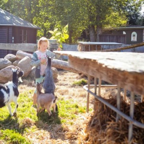 Vodatent Rosenvold Strand Camping - Jutland-Central - Image N°4