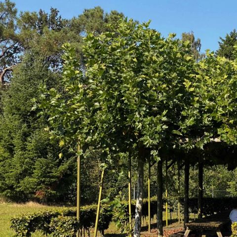 Summio Bosparc de Hoevenaer - Camping Halderberge - Image N°3