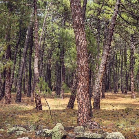 Camping Sierra de Javalambre - Teruel  - Image N°6