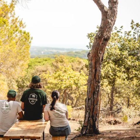 Camping Ladouceur - Ramatuelle Saint Tropez - Var - Image N°4