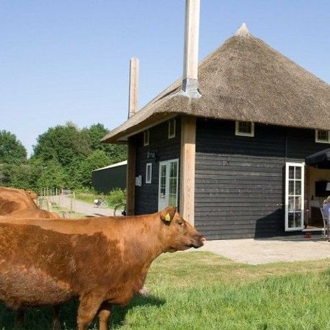 House 5 persons - Reggehooiberg