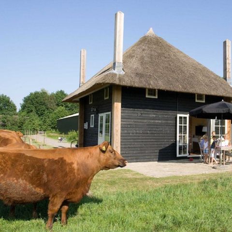 Group accommodation 10 persons - 2 Reggehooiberg holiday homes