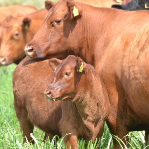 Erve Woolderink - Wierden - Image N°6