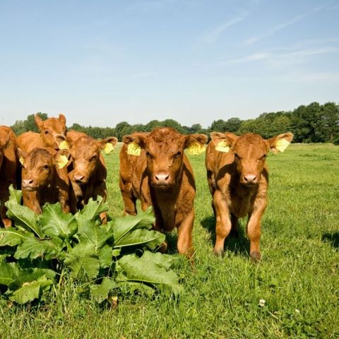 Erve Woolderink - Wierden - Image N°4