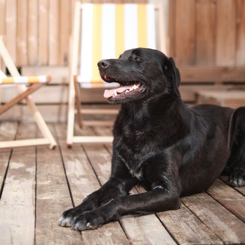 Lodge 6 persons - Marsanne 6 Dog Friendly
