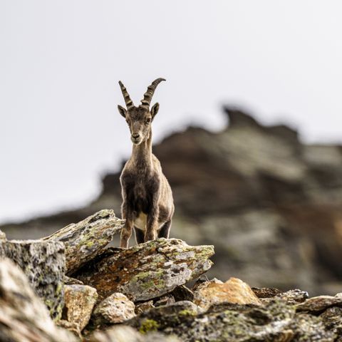 CHALET 4 people - Stanzertal Cabin | pet-friendly