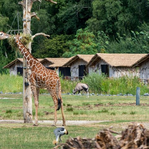 LODGE 4 people - Masai Mara