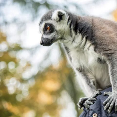 Serengeti Park - Lower Saxony - Image N°5