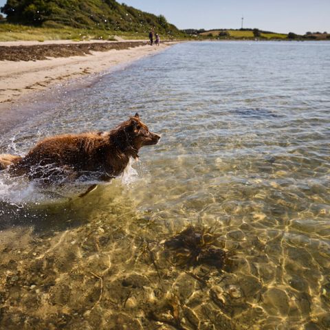 Vodatent Emmerbølle Strand Camping - Southern Denmark - Image N°5