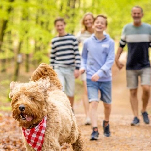 Ardennen Camping Bertrix - Belgian Luxembourg - Image N°5