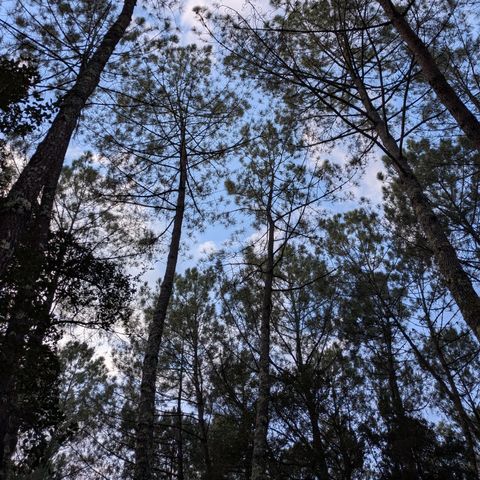 Camping Landae - Landes - Image N°3