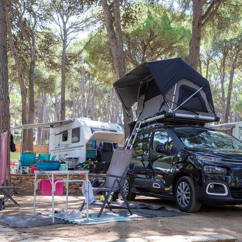 Pitch - Standard Basic - 45-60m2 - : car - Caravan or camper van or tent - Electricity