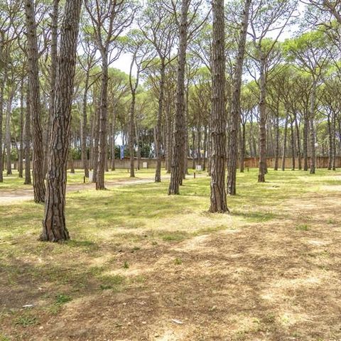 Pitch - Pinada Plot Shop