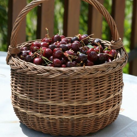 Aire Naturelle de Camping Les Cerisiers - Loire - Image N°2