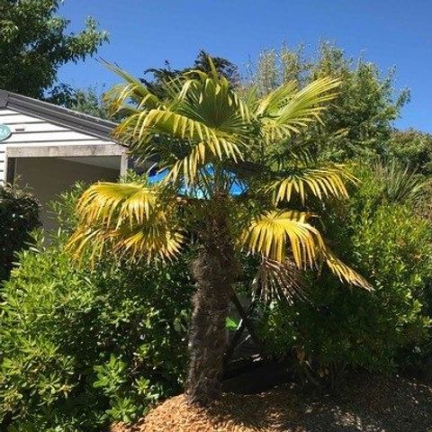 Camping Tahiti Village - Charente-Maritime - Image N°5