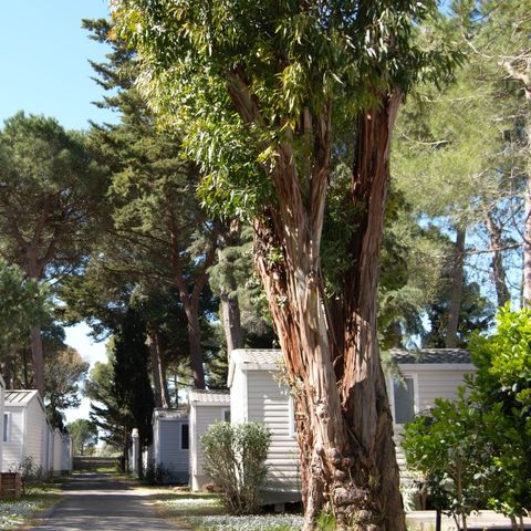 Mobile home 4 persons - SUNÊLIA CONFORT PINÈDE