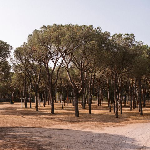 Pitch - PLUS pitch for motorhomes (Tents not permitted)
