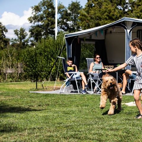 Pitch - Comfort pitch dog allowed