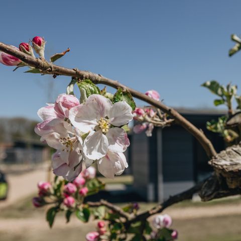 Roompot Park Wijdenes - Drechterland - Image N°6