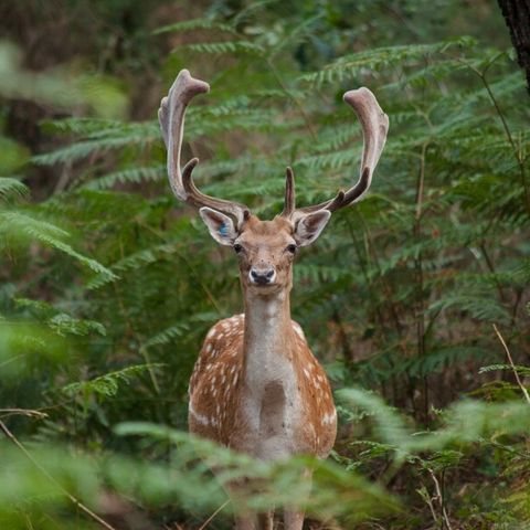 Center Parcs - Domaine Le Bois aux Daims - Camping Vienne  - Image N°6