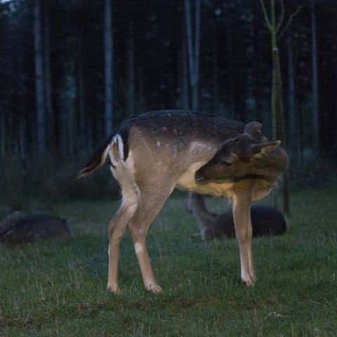 Center Parcs - Domaine Le Bois aux Daims - Camping Vienne  - Image N°3