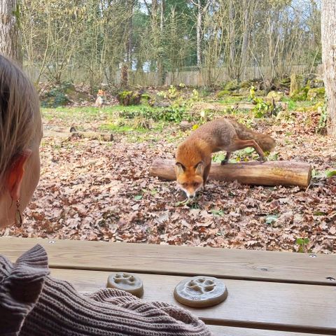 Center Parcs Le Bois aux Daims - Vienne  - Image N°5