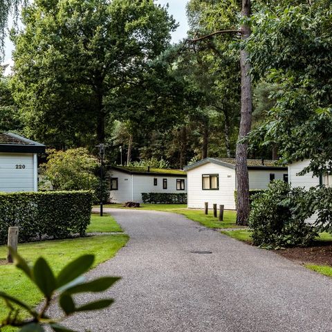 Roompot Bospark De Schaapskooi - Camping Epe - Image N°4