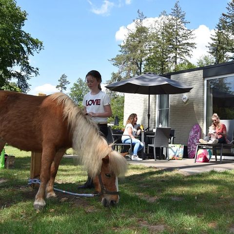 Bungalow 6 persons - Pony