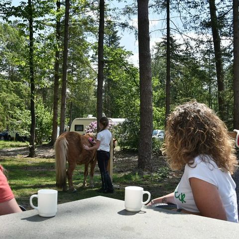 Bungalow 6 persons - Pony