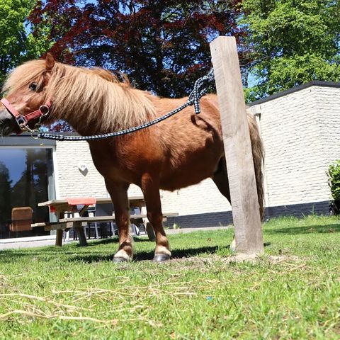 Bungalow 6 persons - Pony