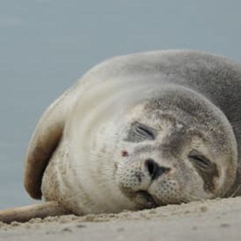 VILLA 6 people - Luxury villa (1-6p)