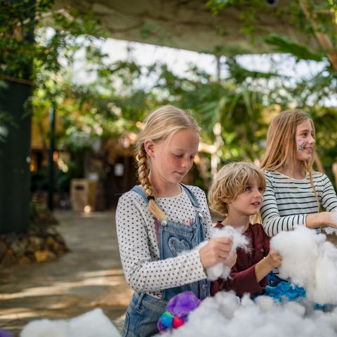 Center Parcs Park Erperheide - Belgian Limburg - Image N°6