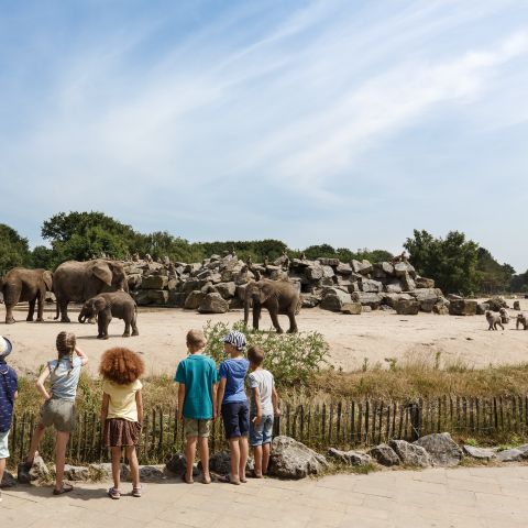 Vakantiepark Dierenbos - Meierijstad - Image N°5