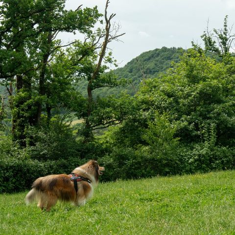 BUNGALOW 6 people - La Lune Comfort