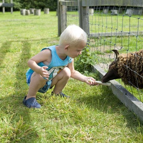 Molecaten Park Wijde Blick - Renesse - Image N°5