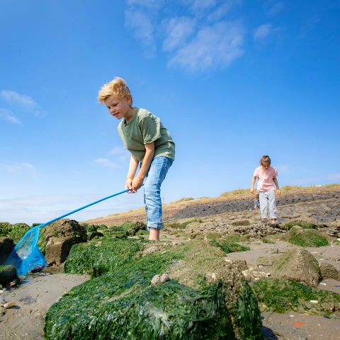 Landal West Terschelling - Camping Terschelling - Image N°3