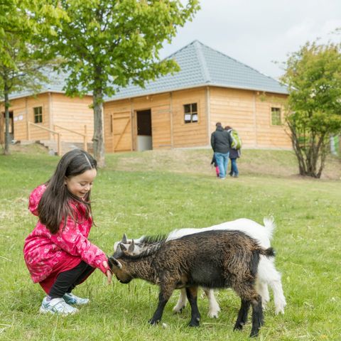 Center Parcs Park Hochsauerland - Camping North Rhine-Westphalia - Image N°4